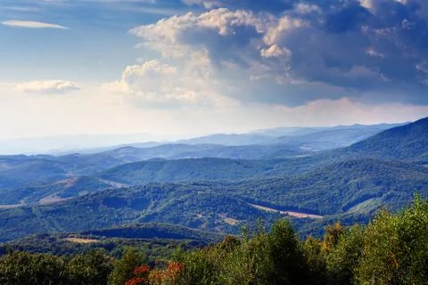 Pine tree forest 스톡 사진