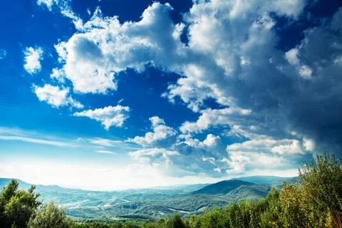 Pine tree forest Stock-Fotos