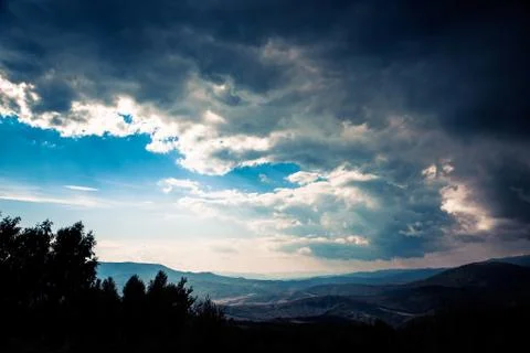 Pine tree forest Stock-Fotos