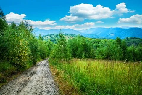 Pine tree forest 스톡 사진