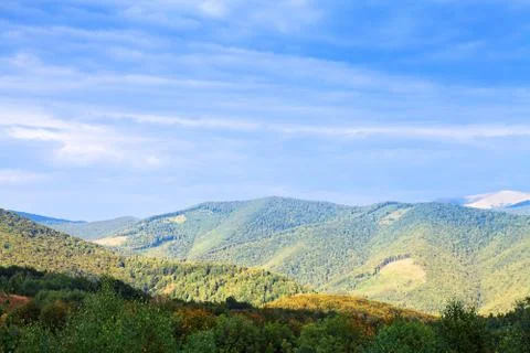 Pine tree forest 스톡 사진