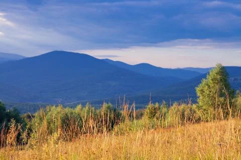 Pine tree forest Stock Photos