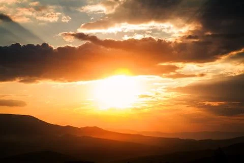 Pine tree forest Stock Photos