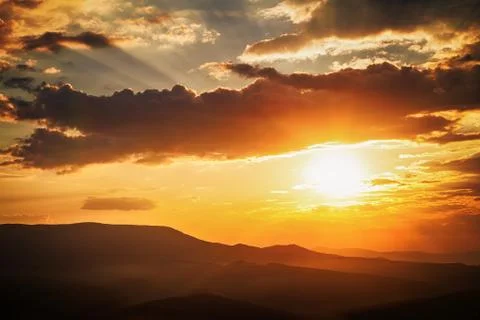 Pine tree forest Stock Photos