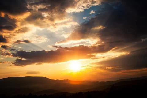 Pine tree forest Stock Photos
