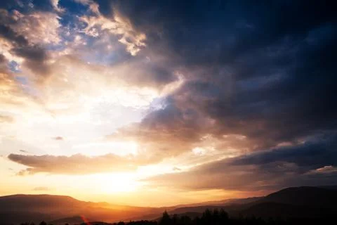 Pine tree forest Foto stock