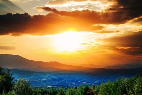 Pine tree forest Stock Photos