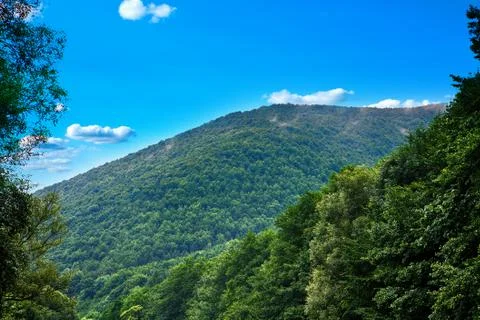 Pine tree forest Stock Photos