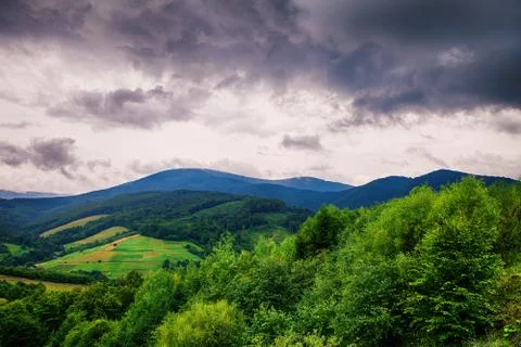 Pine tree forest Stock-Fotos