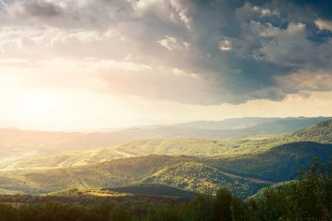 Pine tree forest Stock-Fotos