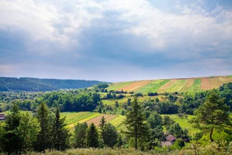 Pine tree forest Stock-Fotos