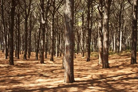 Pine Tree Forest Stock Photos
