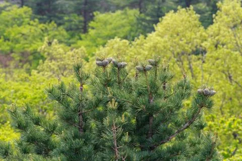 Pine tree in forest Stock Photos