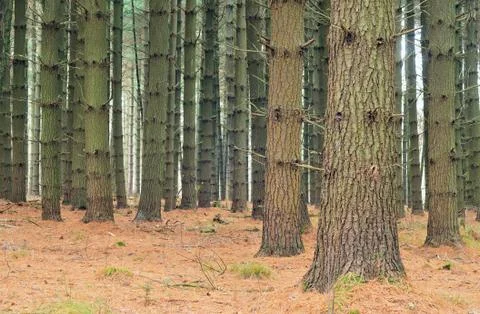 Pine tree forest Stock Photos
