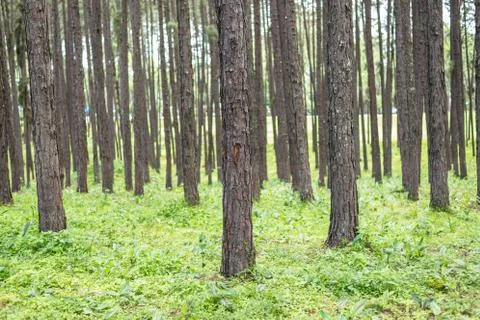Pine tree forest. Stock Photos