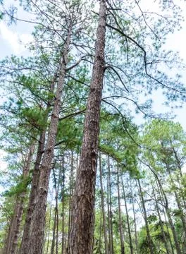 Pine tree forest. Stock Photos