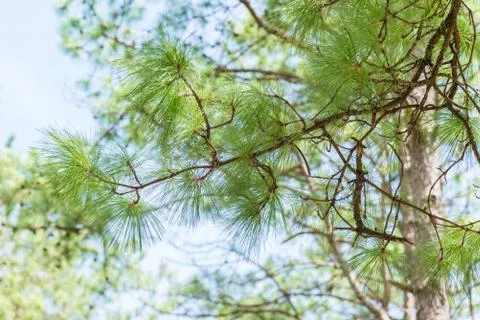 Pine tree forest. Stock Photos