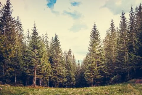 Pine tree forest 库存照片