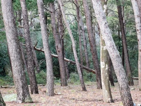 Pine tree forest Фото