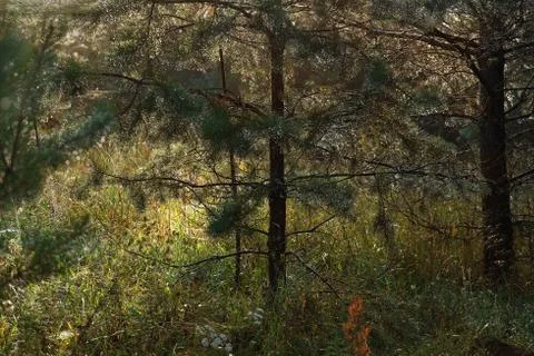 Pine Tree Forest Stockfoto's