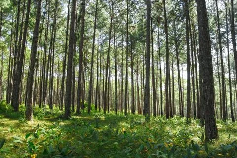 Pine tree forest 库存照片