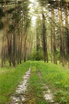 Pine tree forest Stock Photos