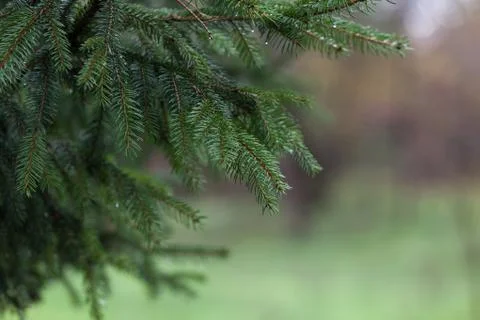 Pine tree in the forest Stock Photos