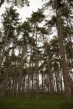 Pine tree forest Foto stock