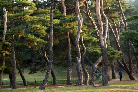 Pine Tree Forest  Stock Photos