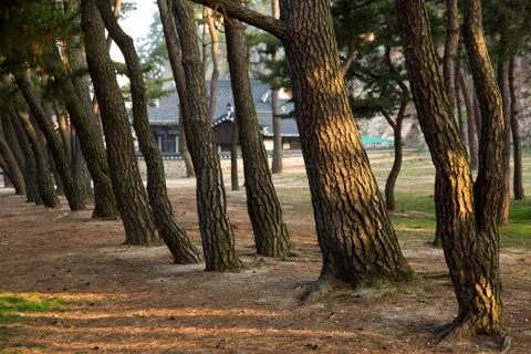 Pine Tree Forest Foto stock