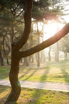 Pine Tree Forest Foto stock
