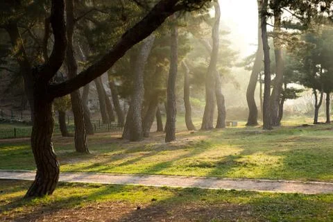 Pine Tree Forest Stock Photos