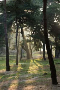 Pine Tree Forest Stock Photos