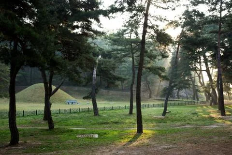 Pine Tree Forest Foto stock