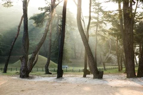 Pine Tree Forest Stock Photos