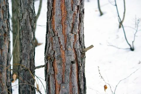 Pine tree in the forest Fotos Stock