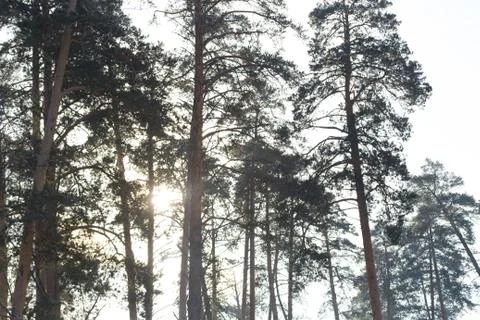 Pine tree forest Stock Photos