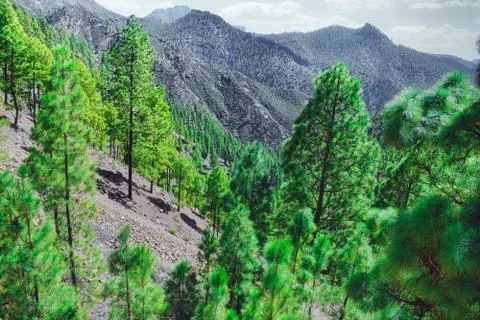 Pine Tree in the forest Stock Photos