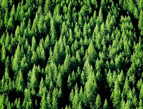 Pine Tree Forest Stock Photos