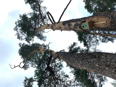 Pine tree forest Foto stock