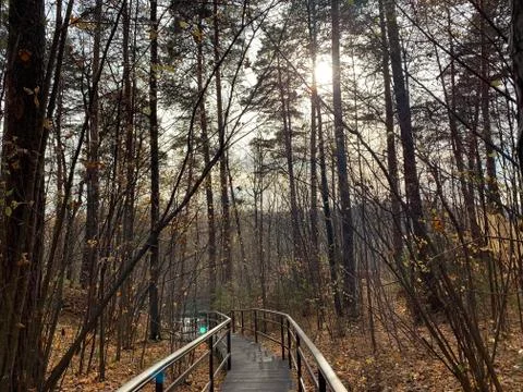 Pine tree forest Stock Photos
