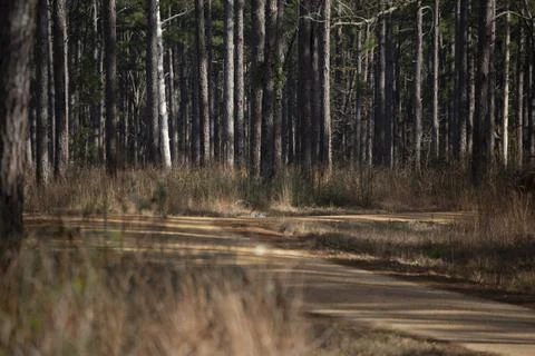 Pine Tree Forest Stock Photos