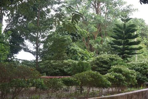 Pine tree in the forest Stock Photos