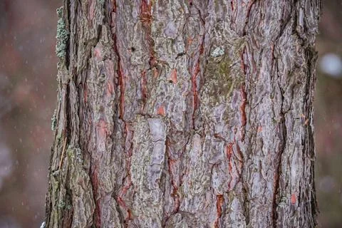 Pine tree in the forest Stock Photos