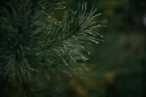 Pine tree in a forest Stock Photos