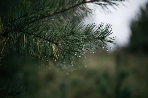 Pine tree in a forest Stock Photos