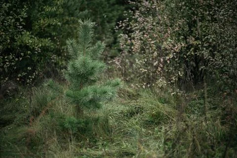 Pine tree in a forest Stock Photos