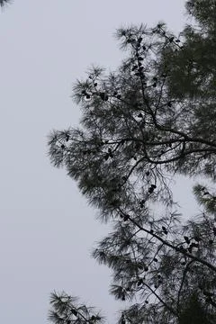 Pine tree in the forest Stock-Fotos