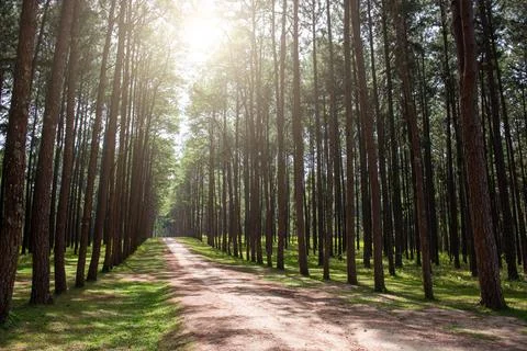 Pine Tree Forest Stock Photos