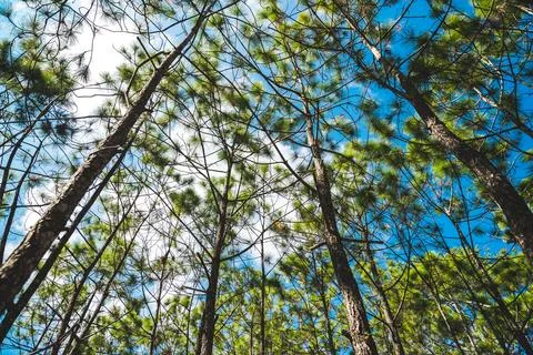 Pine tree forest at Phukradueng, Loei, National park in Thailand. Stock Photos